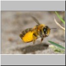 Dasypoda hirtipes - Hosenbiene x w05 - Sandgrube Heidesee OS-Bad Laer.jpg